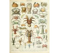 Millot Encyclopedia Page Crustaceans Lobster Extra Large XL Wall Art Poster Print mur Impression d'affiches