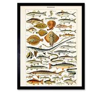 Millot Encyclopedia Page Fish Shark Ray Art Print Framed Poster Wall Decor 12x16 inch Poisson Affiche Mur Déco