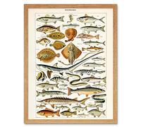 Millot Encyclopedia Page Fish Shark Ray Art Print Framed Poster Wall Decor 12x16 inch POISSON Affiche mur Déco