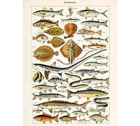 Millot Encyclopedia Page Fish Shark Ray Large Wall Art Poster Print Thick Paper 18X24 Inch POISSON mur Impression d'affiches