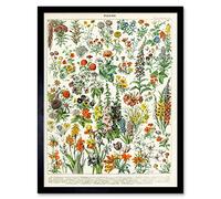 Millot Encyclopedia Page Flowers Plants Art Print Framed Poster Wall Decor 12x16 inch Fleurs Plante Affiche Mur Déco