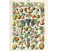 Millot Encyclopedia Page Fruit Grape Pineapple Unframed Wall Art Print Poster Home Decor Premium Mur Affiche Accueil Déco