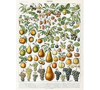 Millot Encyclopedia Page Fruit Pear Grapes Unframed Wall Art Print Poster Home Decor Premium Mur Affiche Accueil Déco