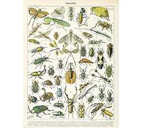 Millot Encyclopedia Page Insects Beetles Unframed Wall Art Print Poster Home Decor Premium Mur Affiche Accueil Déco