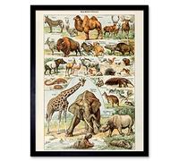 Millot Encyclopedia Page Mammals Camel Giraffe Art Print Framed Poster Wall Decor 12x16 inch Affiche mur Déco