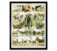 Millot Encyclopedia Page Mammals Rhino Hippo Art Print Framed Poster Wall Decor 12x16 inch Affiche mur Déco