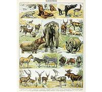 Millot Encyclopedia Page Mammals Rhino Hippo Unframed Wall Art Print Poster Home Decor Premium Mur Affiche Accueil Déco