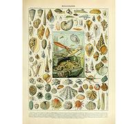 Millot Encyclopedia Page Molluscs Shells Art Print Canvas Premium Wall Decor Poster Mural Mur Déco Affiche