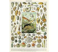 Millot Encyclopedia Page Molluscs Shells Unframed Wall Art Print Poster Home Decor Premium Mur Affiche Accueil Déco