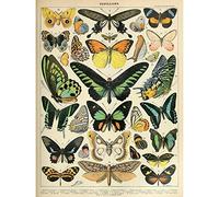 Millot Encyclopedia Page Moths Butterflies Art Print Canvas Premium Wall Decor Poster Mural Mur Déco Affiche