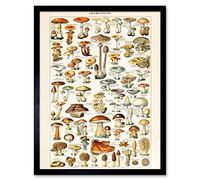 Millot Encyclopedia Page Mushrooms Fungus Art Print Framed Poster Wall Decor 12x16 inch Affiche Mur Déco