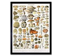 Millot Encyclopedia Page Mushrooms Variety Art Print Framed Poster Wall Decor 12x16 inch Affiche mur Déco