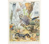 Millot Encyclopedia Page Ocean Animals Unframed Wall Art Print Poster Home Decor Premium Océan Animaux Mur Affiche Accueil Déco