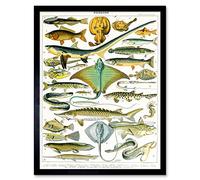 Millot Encyclopedia Page Sea Fish Variety Art Print Framed Poster Wall Decor 12x16 inch POISSON Affiche mur Déco