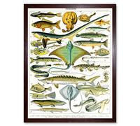 Millot Encyclopedia Page Sea Fish Variety Art Print Framed Poster Wall Decor 12x16 inch POISSON Affiche mur Déco