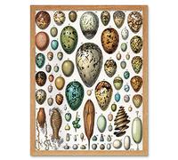 Millot Encyclopedia Page Variety Eggs Ova Art Print Framed Poster Wall Decor 12x16 inch Affiche mur Déco