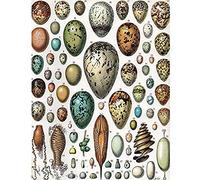 Millot Encyclopedia Page Variety Eggs OVA Unframed Wall Art Print Poster Home Decor Premium Mur Affiche Accueil Déco