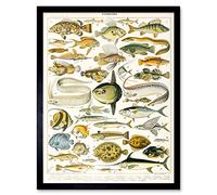 Millot Encyclopedia Page Variety Sea Fish Art Print Framed Poster Wall Decor 12x16 inch POISSON Affiche mur Déco