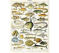 Millot Encyclopedia Page Variety Sea Fish Unframed Wall Art Print Poster Home Decor Premium Poisson Mur Affiche Accueil Déco