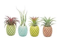 Mimeela Lot de 4 Supports muraux Uniques en Forme d'ananas en céramique à Suspendre pour la Maison, Le Bureau (Ananas, Taille S (2,5 x 5,3 cm)