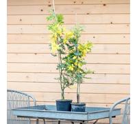 Mimosa Acacia Dealbata Plante en pot Ø18 h. 150/200 cm Pépinière de Castelletto