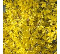 Mimosa de Paris 'W nd' - Forsythia x intermedia 'W nd' 50-60 cm pot | Arbuste décoratif, fleurs jaunes vives, idéal haie & massif printanier