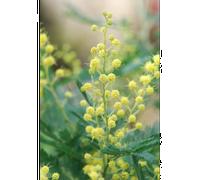 Mimosa d'hiver greffé le gaulois' taille du pot - en pot de 4 litres