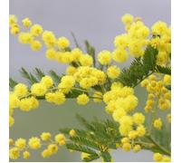 Mimosa d'hiver Le Gaulois