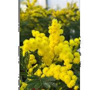 Mimosa d'hiver le gaulois' taille du pot - en pot de 4 litres