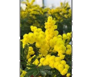Mimosa d'hiver le gaulois' taille du pot - en pot de 4 litres