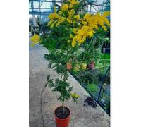 Mimosa en vase, arbre décoratif atteint jusqu'à 140 cm, fleurs jaunes, terres di Romagna arbre mimosa devient haut 140 cm belle robuste Made in Italy Terre di Romagna excellent niveau