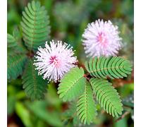 Mimosa, Graines sensibles - Sensitive