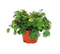 Mimosa pudica "Touch-Me-Not" - The Plant That Reacts To Your Touch - 9cm Pot