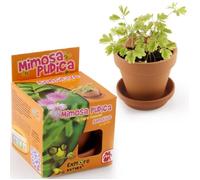 Radis et Capucine - Pot avec coupelle - Mimosa Pudica - 8 cm