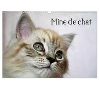 Mine de chat (Calendrier mural 2027 DIN A3 vertical), CALVENDO calendrier mensuel: Photos fascinantes des tigres de salon prises de très près.