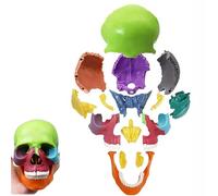 Mini Anatomie Crâne Modèle 1/2 Tête de Mort Humain Modèle Anatomique Amovible Réaliste Tête Modèle 15 Pièces Coloré Explosion Plastique Crâne pour l'Education