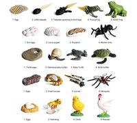 Mini Animal Coq Fourmi Grenouille Tortue Moustique Cycle de Croissance Figurines D'action en PVC Jouet de Poupée pour Enfants, Fonction éducative pour Explorer la Connaissance des Animaux,