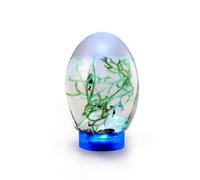 Mini aquarium de bureau fermé écosystème aquatique polyvalent boîte transparente Q6V6 Réservoir amphibien Petit