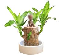 Mini bois porte-bonheur du Brésil, souche d'arbre hydroponique, plantes de bureau, germination magique, bois de bambou porte-bonheur brésilien, plante de bureau pour purifier l'air intérieur (bois +
