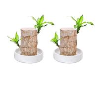 Mini Brazil Lucky Wood - Hydroponic Potted Plant Stump Small Mini Plant Indoor Office Desktop Plant to Purify Brazil Indoor Air, Magical Sprouting Lucky Bamboo Wood, Hydroponic Plant