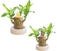 Mini Brazil Lucky Wood | Hydroponic Tree Stump Desktop Plants | Magical Sprouting Lucky Bamboo Wood Brazilian Lucky Wood Plant Wood,IndoorOffice Desktop Plant to Purify Indoor Air (2PCS)