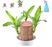 Mini Brazil Lucky Wood, Magical Sprouting Lucky Bamboo Wood, Brazilian Lucky Wood Plant, Hydroponic Potted Plant Stump Small Mini Plant, Air Purifying Plants Indoor (A)
