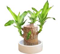 Mini Brazilian Lucky Wood hydroponic Plant For You Live House Plant Collection, Hydroponic Tree Stump Desktop Plants in Brazilian Wood air Purifying Stump Plants (Wood+Monk)