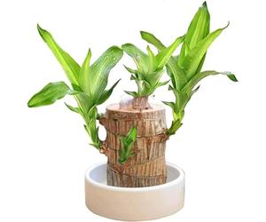 Mini Brazilian Lucky Wood hydroponic Plant For You Live House Plant Collection, Hydroponic Tree Stump Desktop Plants in Brazilian Wood air Purifying Stump Plants (Mixed 2pcs)