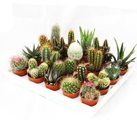 Mini cactus et succulents - Lot de 20 plantes