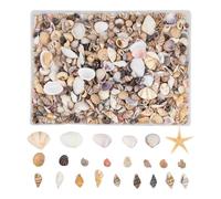Mini Coquillages pour Loisirs Créatifs, Décoration De Bougies, Coquillages Naturels de Plage, Amateurs Professionnels professeurs d'art Artistes Aquarium Maison Bureau Classe Studio