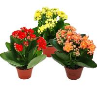 Mini-Kalanchoe "Rosalina" - Set de 3 plantes différentes - Flaming Käthchen - pot de 5,5 cm
