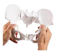 Mini modèle d'accouchement de bassin féminin, modèles d'anatomie mobiles de formation de sage-femme humaine, simulateur d'accouchement de placenta de cordon ombilical de fœtus séparable,