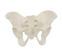 Mini modèle de bassin à l'échelle 1:2 - Anatomie détaillée de la hanche avec des ligaments pour la formation et la démonstration des étudiants en médecine