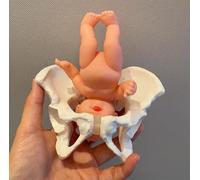 Mini modèle de bassin féminin avec bébé, modèle anatomique d'accouchement, outil d'enseignement de sage-femme, fœtus amovible, petite taille, pour étudiants en médecine, infirmières, sages-femmes